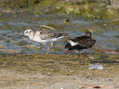 Calidris minutilla