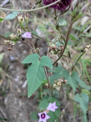 Ipomoea triloba