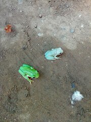 Agalychnis dacnicolor