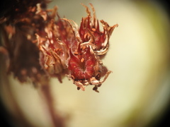 Sempervivum arachnoideum