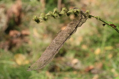 Salix caprea