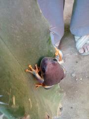 Agalychnis dacnicolor