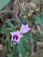 Ipomoea triloba