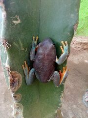 Agalychnis dacnicolor