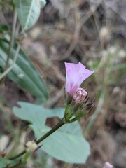 Ipomoea triloba