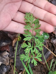 Chaerophyllum procumbens