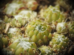 Sempervivum arachnoideum