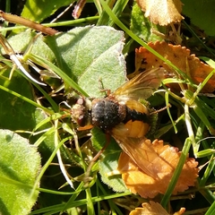 Tachina fera