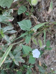 Ipomoea biflora