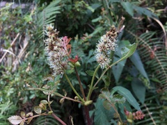 Weinmannia
