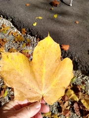 Acer nigrum