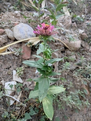 Zinnia elegans