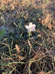 Ruellia metziae