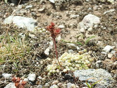 Sempervivum arachnoideum