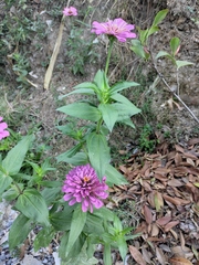 Zinnia elegans
