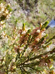 Passerina corymbosa