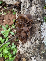 Auricularia auricula-judae