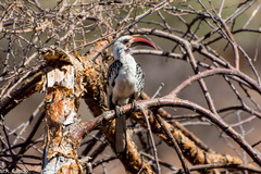 Tockus erythrorhynchus