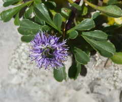 Globularia cordifolia