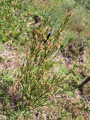Passerina corymbosa