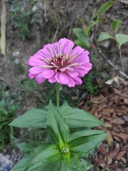 Zinnia elegans