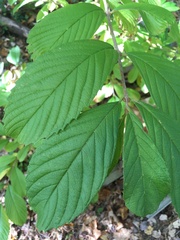 Viburnum sieboldii