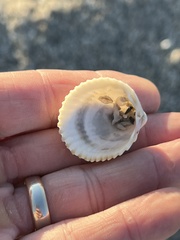 Dallocardia muricata