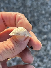 Dallocardia muricata