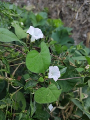 Ipomoea biflora