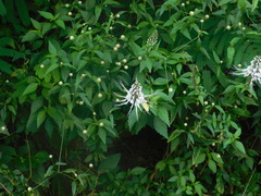 Orthosiphon aristatus