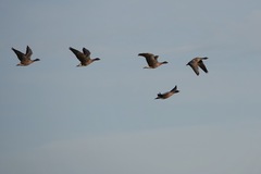 Anser brachyrhynchus