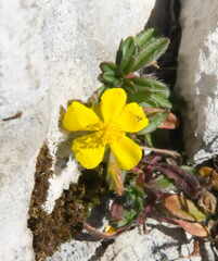Helianthemum