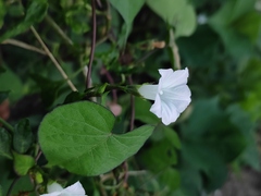 Ipomoea biflora