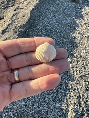 Dallocardia muricata