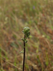 Acaena pinnatifida californica