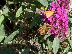 Hylephila phyleus