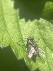 Calyptratae