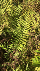 Thelypteris palustris