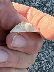 Dallocardia muricata