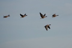 Anser brachyrhynchus