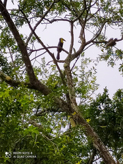 Ramphastos sulfuratus