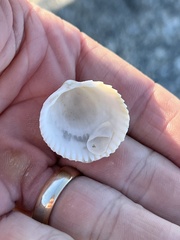 Dallocardia muricata