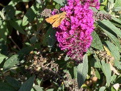 Hylephila phyleus