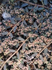 Euphorbia maculata