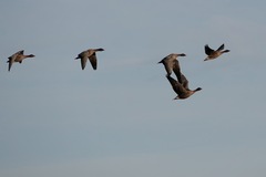 Anser brachyrhynchus