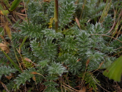 Acaena pinnatifida californica