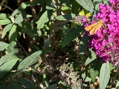 Hylephila phyleus