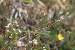 Carex binervis