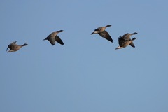Anser brachyrhynchus