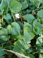 Viola striata